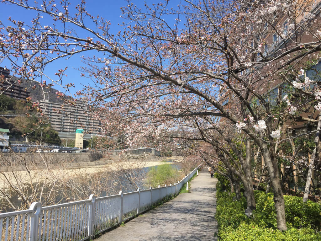 ワシントンホテル前の桜並木東