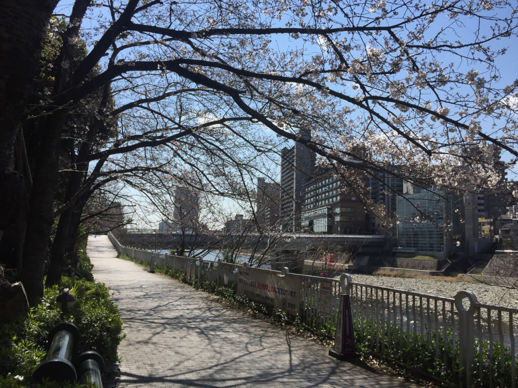 ワシントンホテル前の桜並木川下