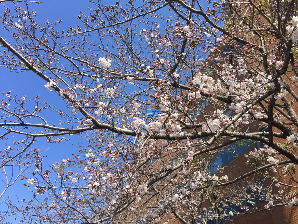 ワシントンホテル前の桜