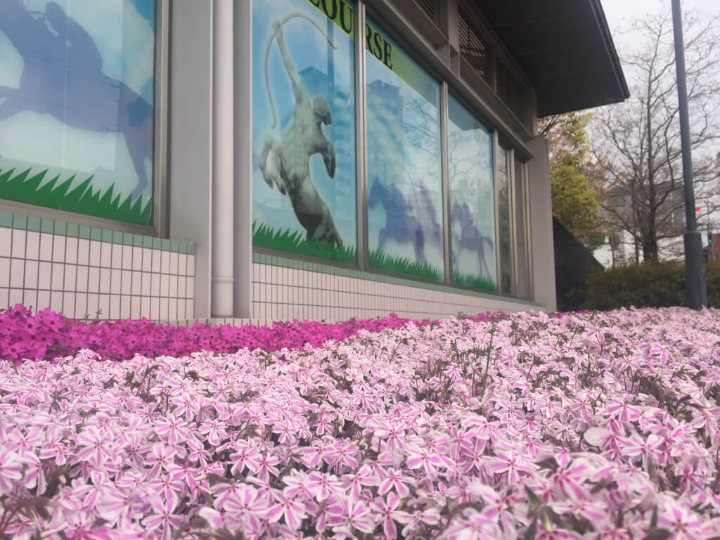 阪神競馬場前の花壇