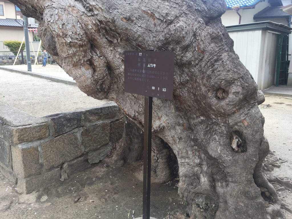 皇大神社の椋の木のゾウ