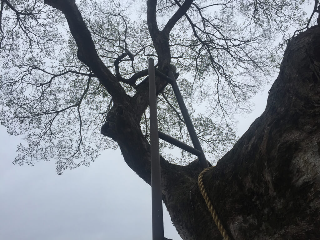 皇大神社の椋の木のシカ