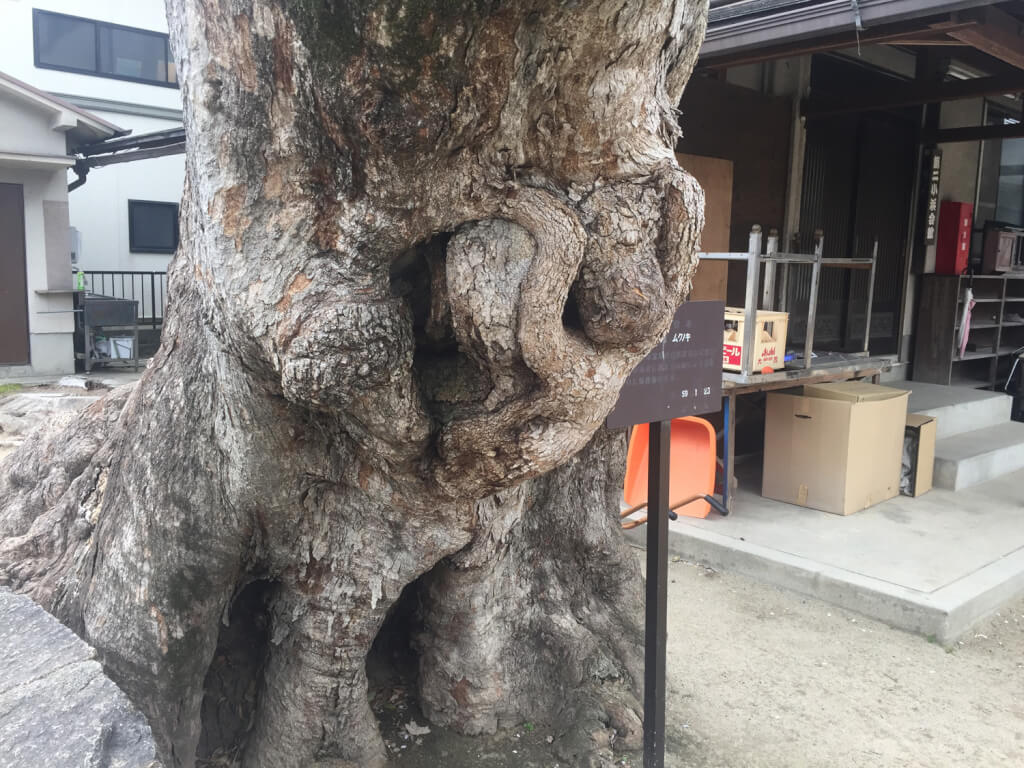 皇大神社の椋の木に見えるものとは