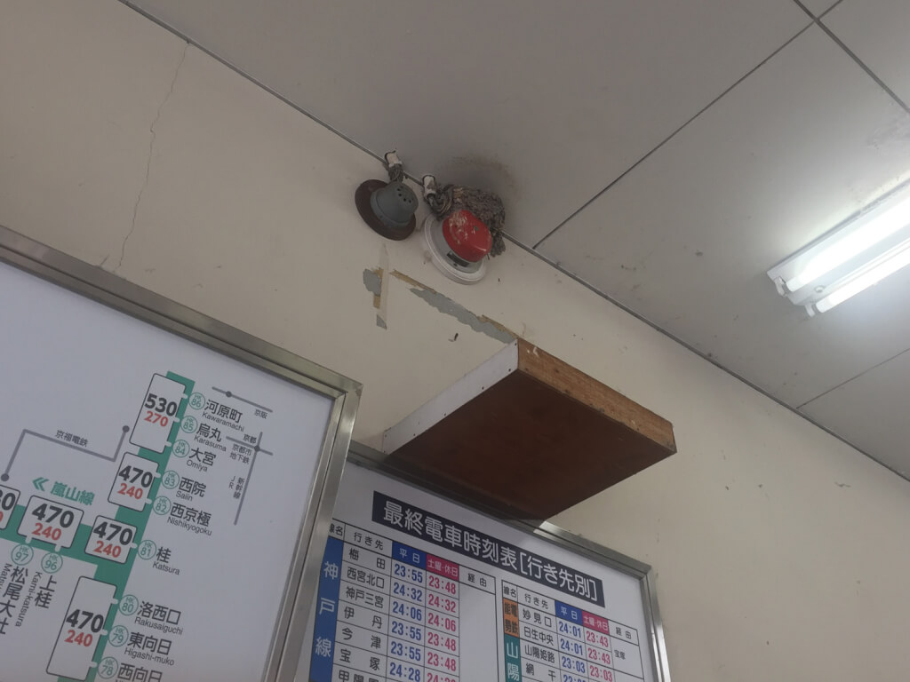 阪急小林駅のツバメ