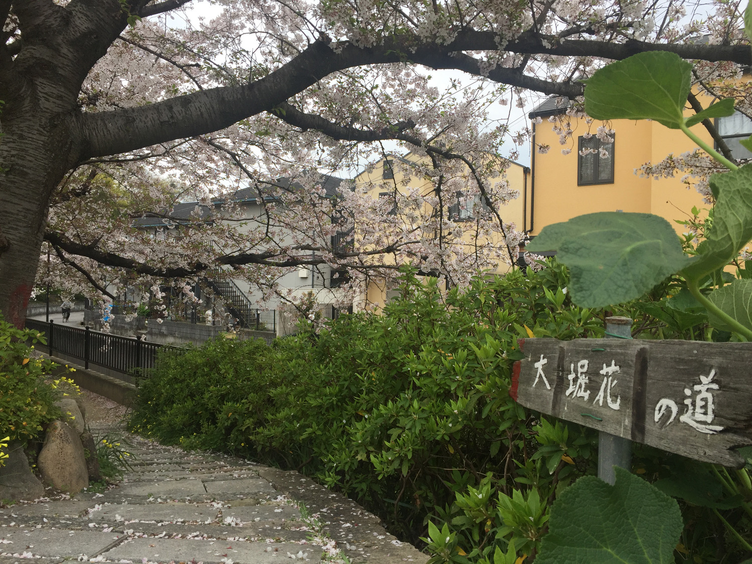 宝塚市 川を流れる花びらも綺麗 大堀川の花の道公園は桜のきれいな花見スポット 号外net 宝塚市 川西市