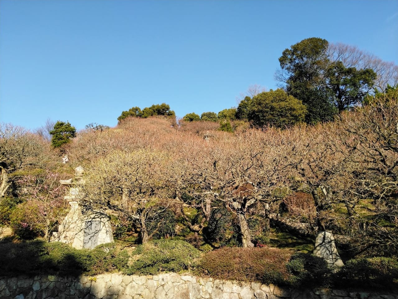 中山寺の梅林は間もなく咲き始めそうです