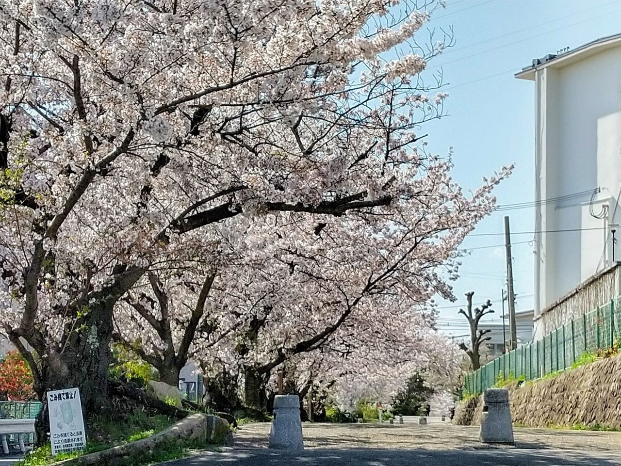 千種4丁目公園からの桜並木