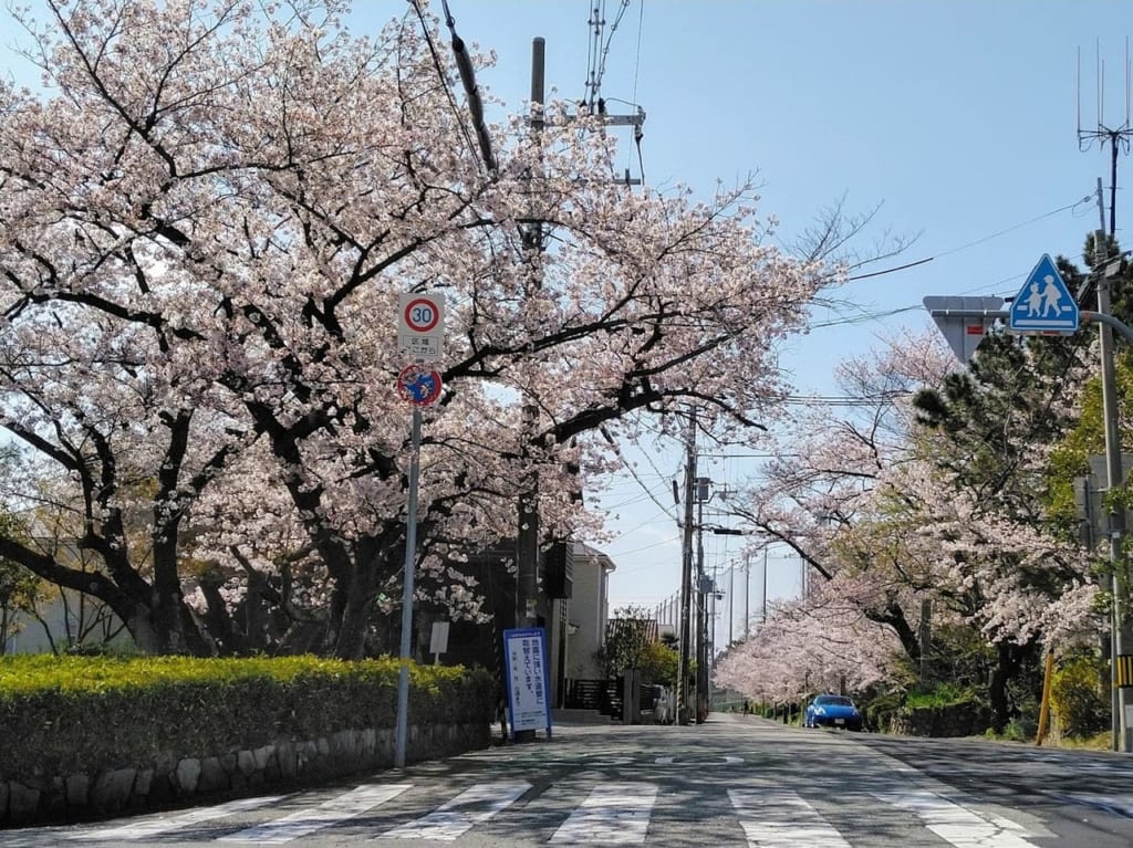 千種三角公園からの桜並木