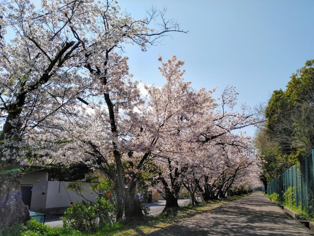 千種の桜並木
