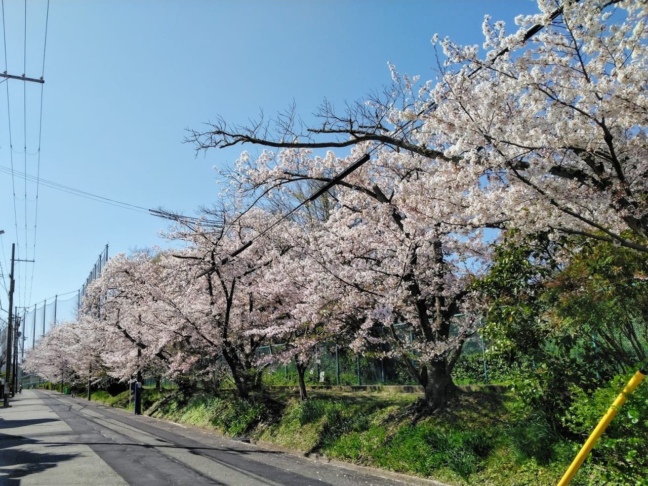 千種の桜並木