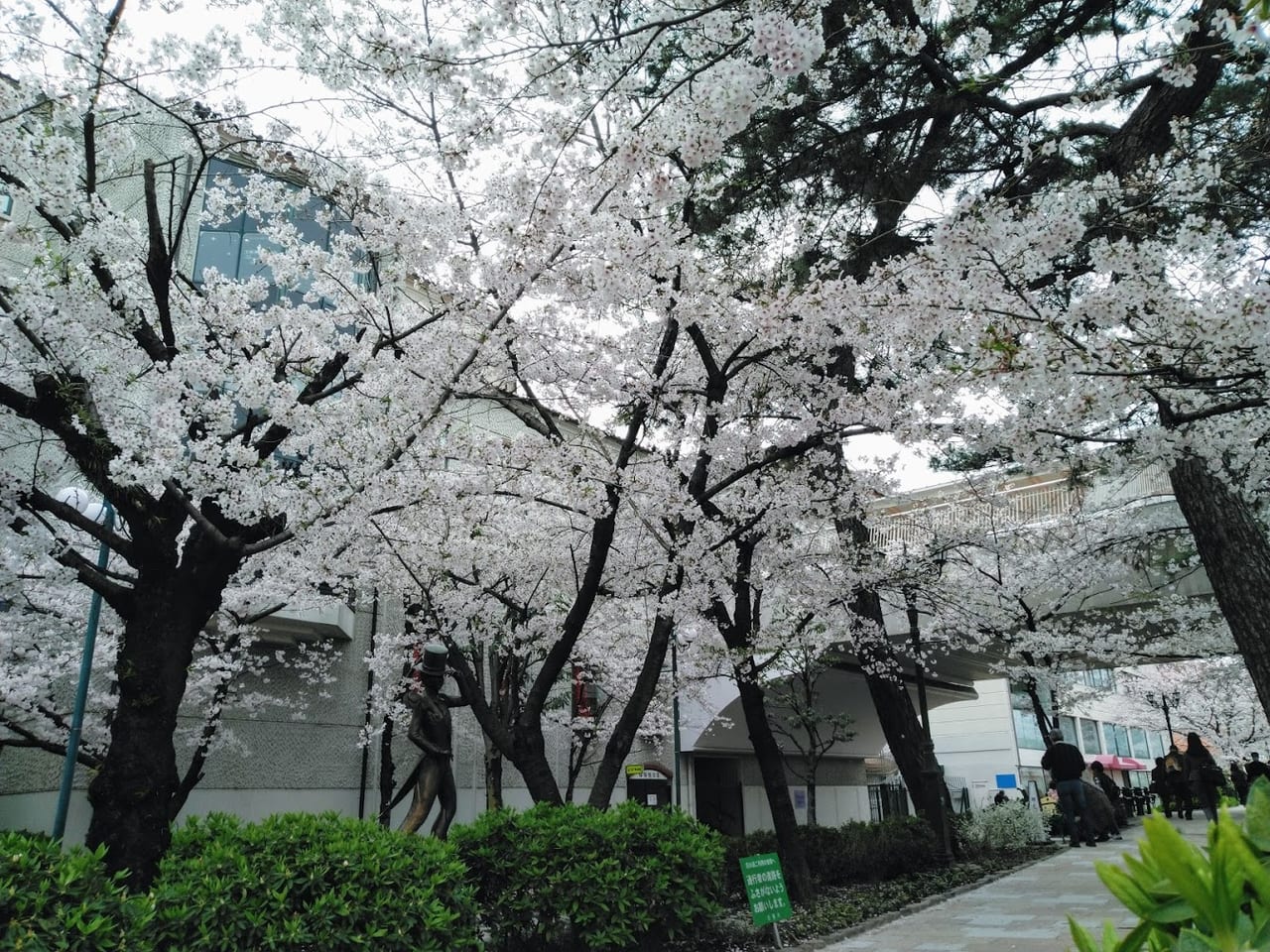 宝塚市 宝塚大劇場が臨時休演中でも 花のみちでは桜が見頃を迎えていました 春は必ずやってきますね 号外net 宝塚市 川西市
