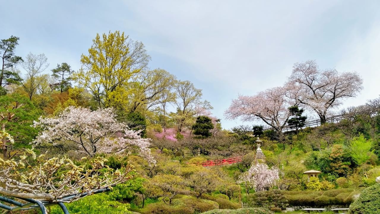 中山寺の梅林は桜も綺麗です