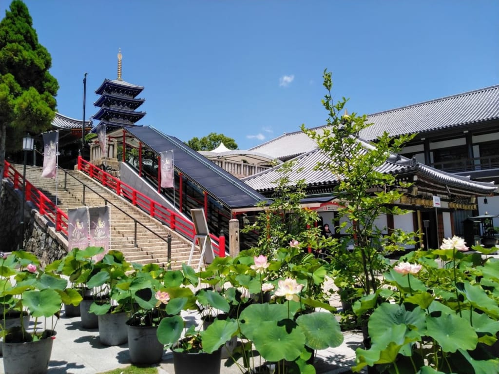 中山寺では蓮の花が見られます