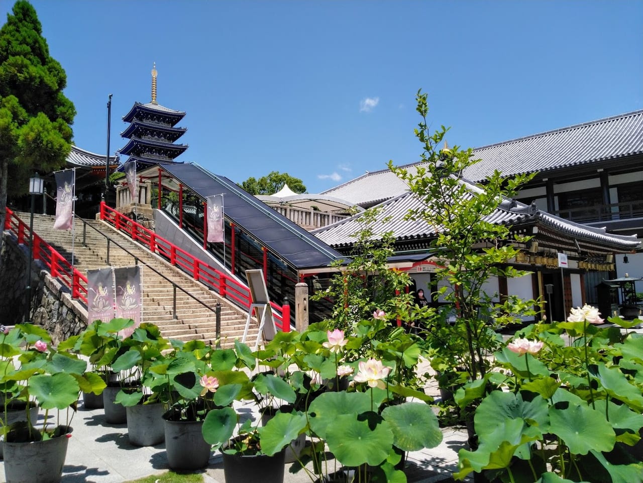 中山寺では蓮の花が見られます