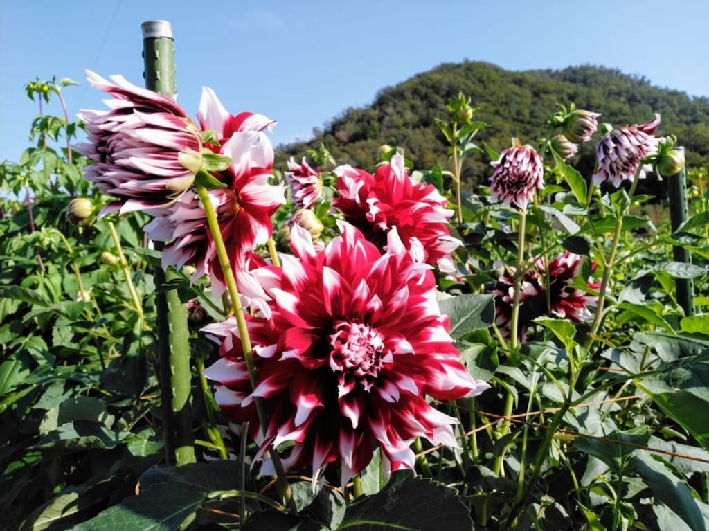 宝塚ダリア園にて