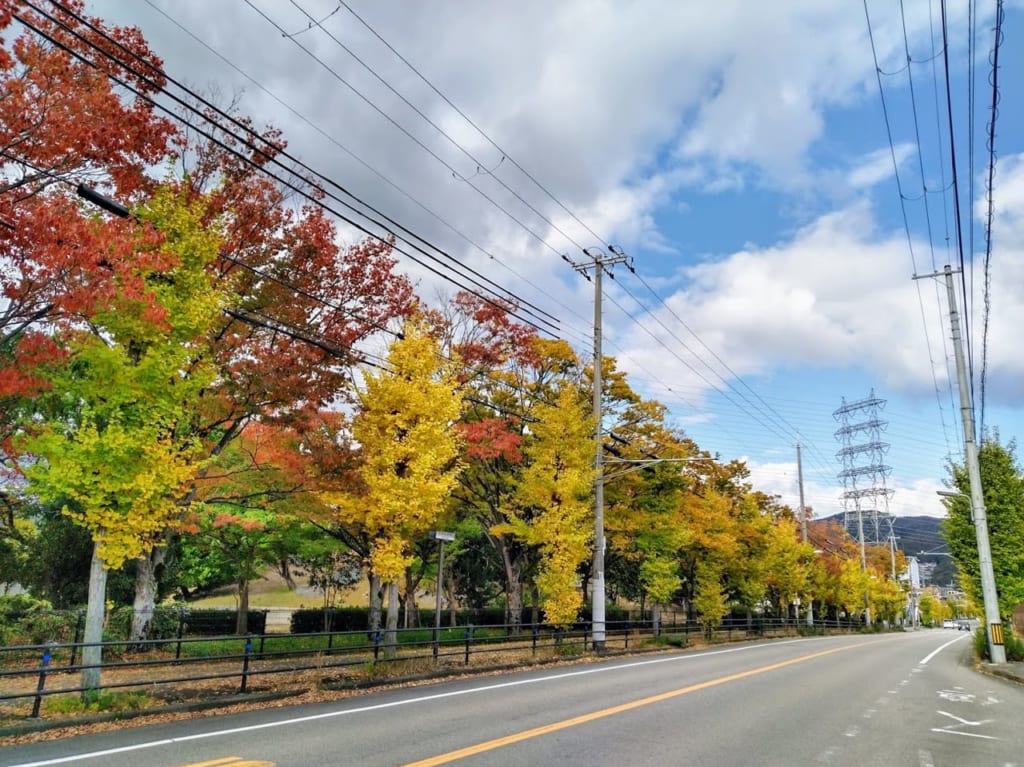 上の池公園といちょう筋の並木