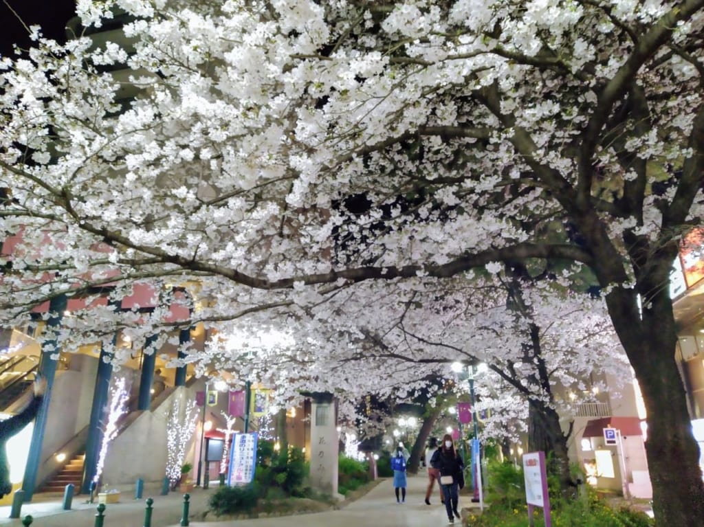 花のみちの夜桜