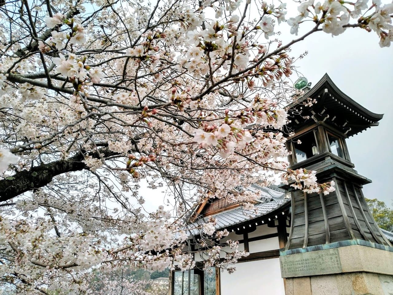 中山寺の桜