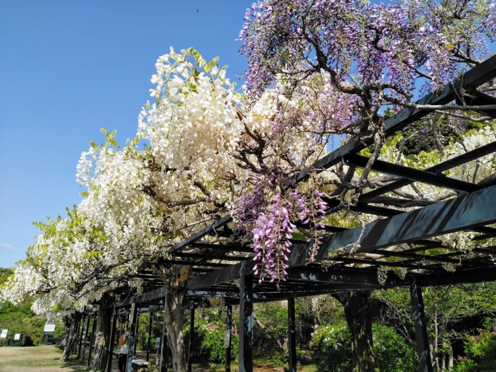 中山寺「星の広場」の藤棚が満開です