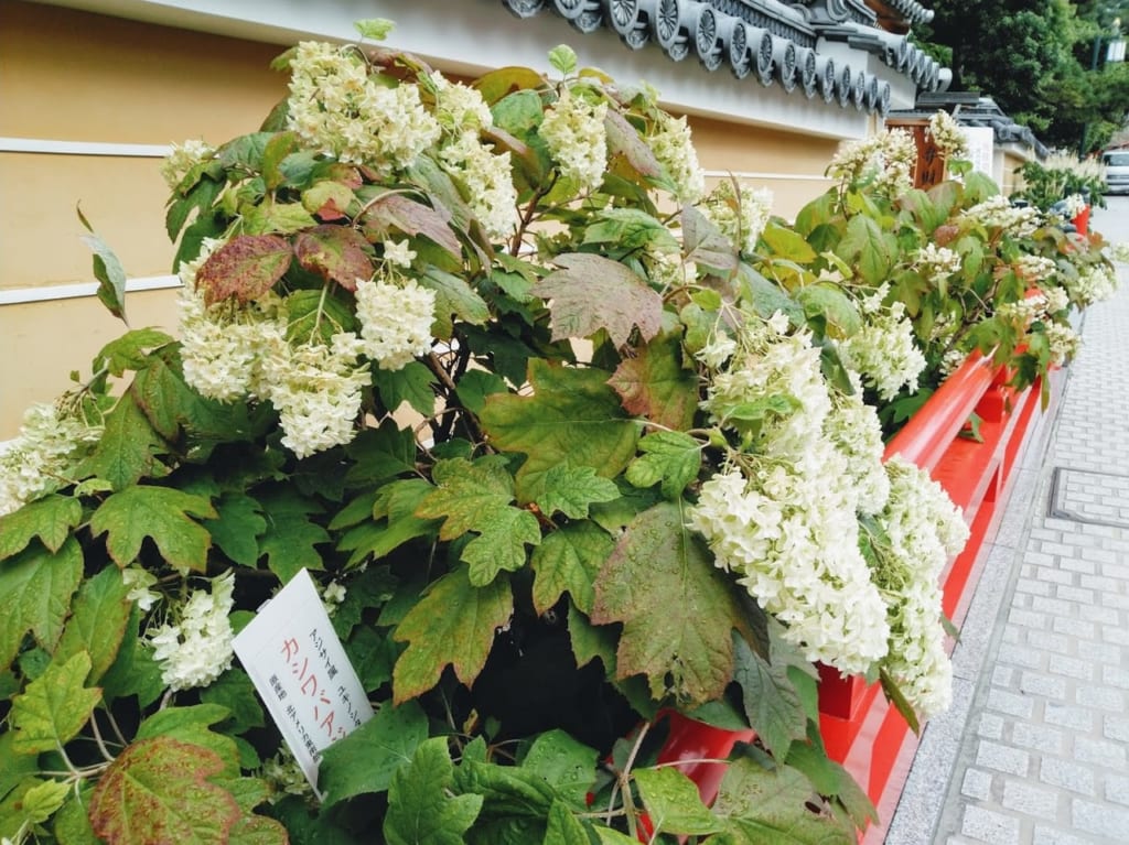 中山寺の紫陽花