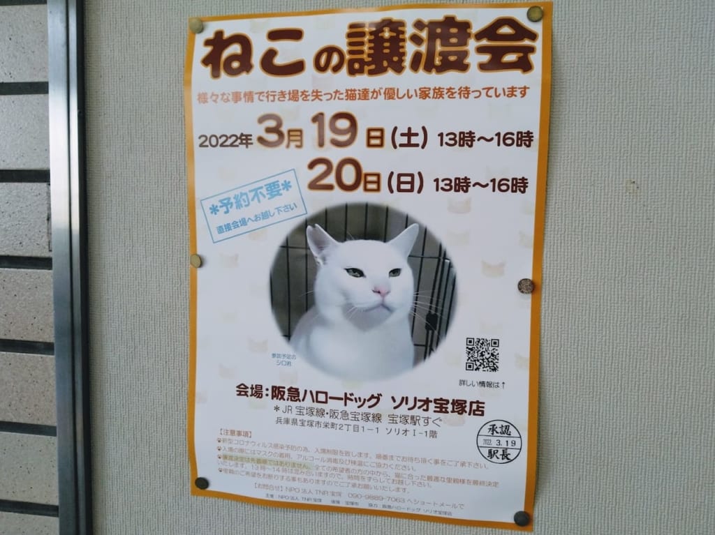 阪急ハロードッグにて猫の譲渡会