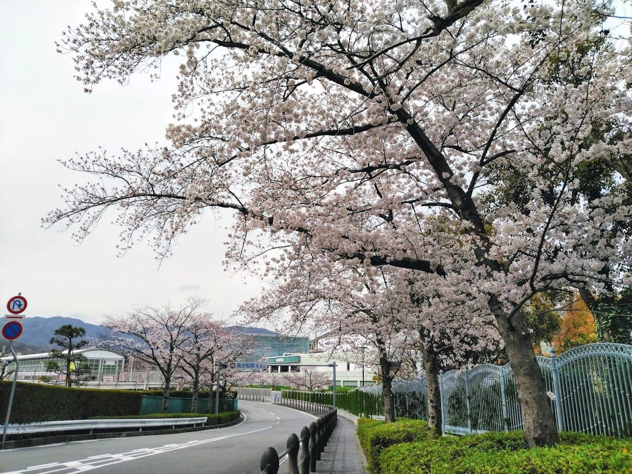 阪神競馬場の桜並木