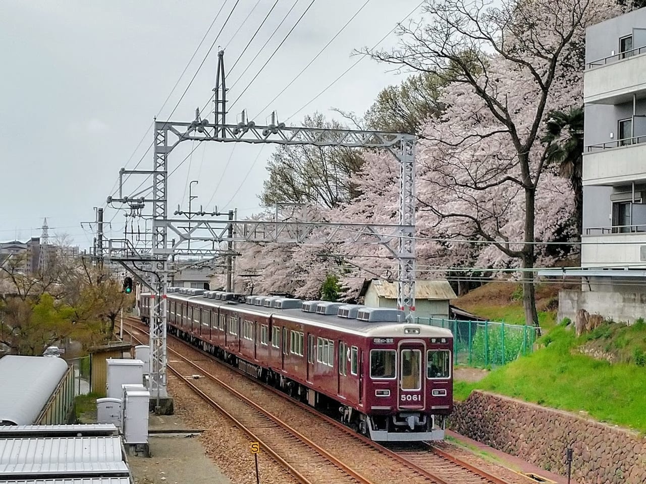 小林駅南側の桜