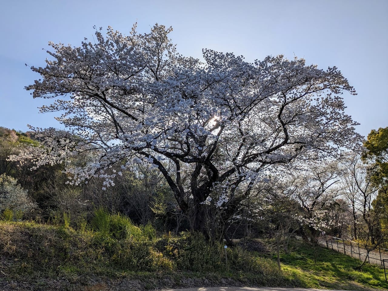 北雲雀きずきの森