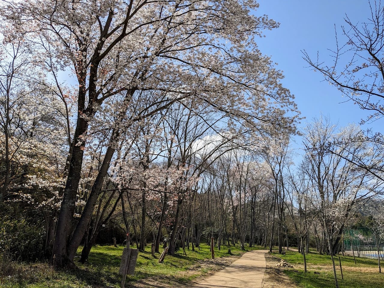 北雲雀きずきの森