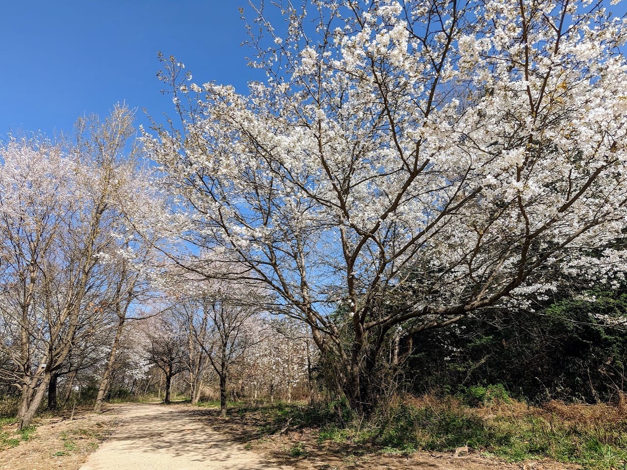 北雲雀きずきの森