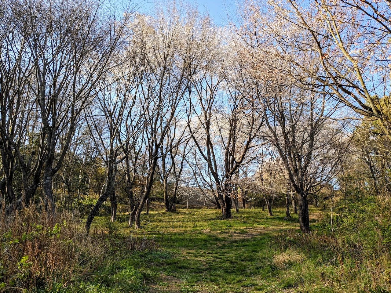 北雲雀きずきの森