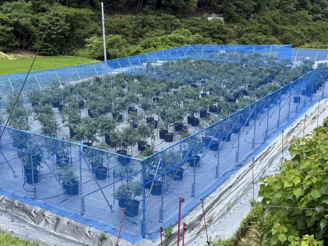 ＮANAFARMのブルーベリー畑