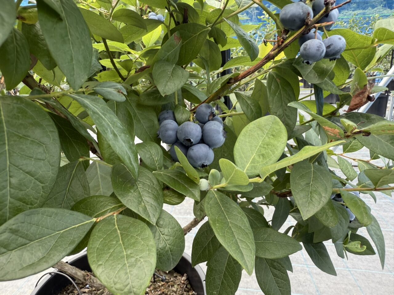 ＮANAFARMのブルーベリー