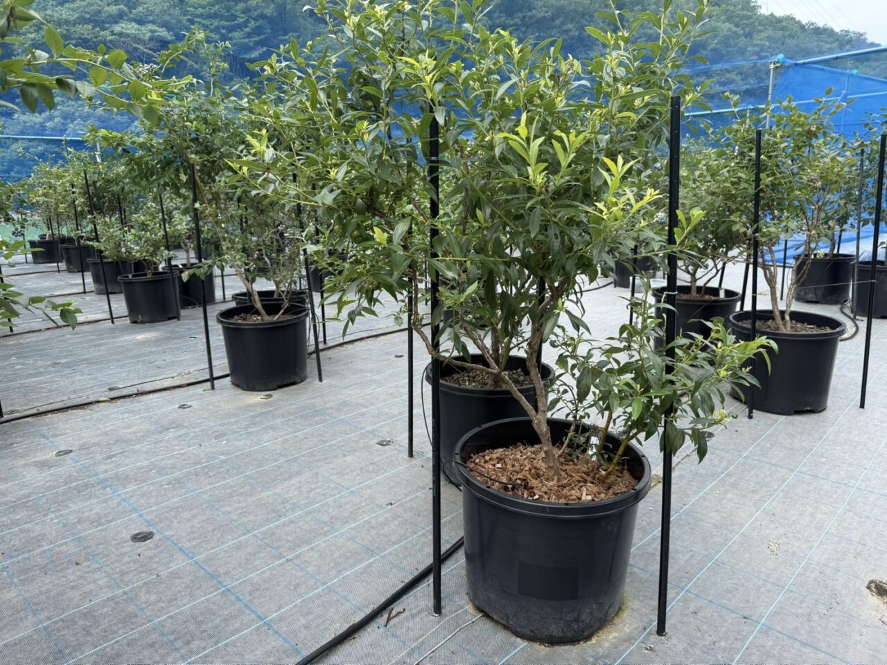 ＮANAFARMのブルーベリー４