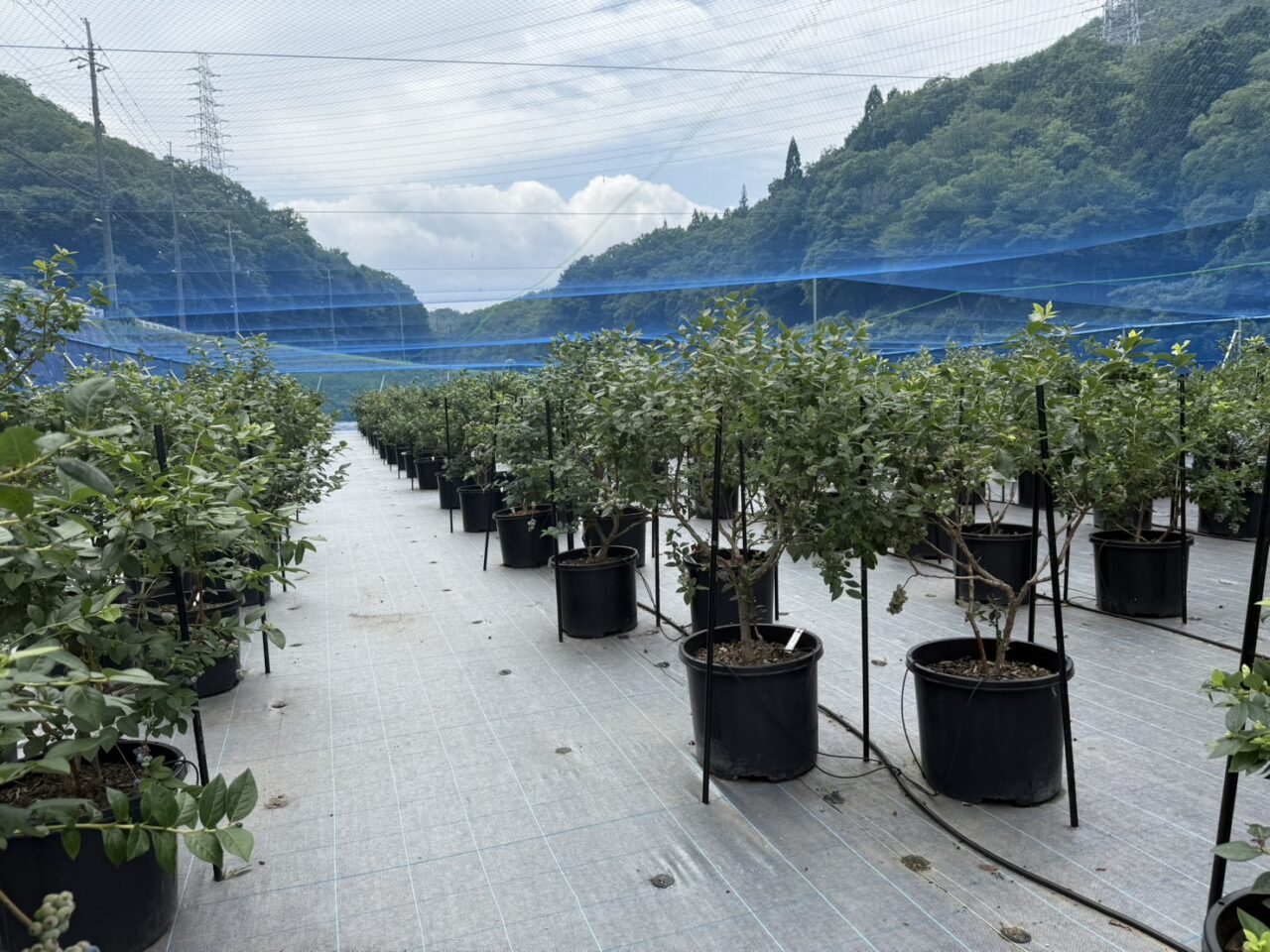 NANAFARMのブルーベリー畑２