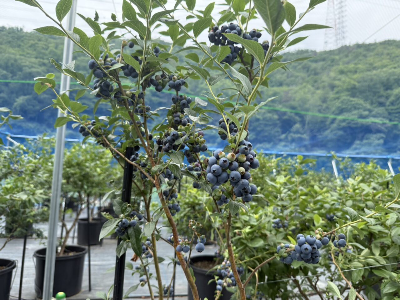 ＮANAFARMのブルーベリー３