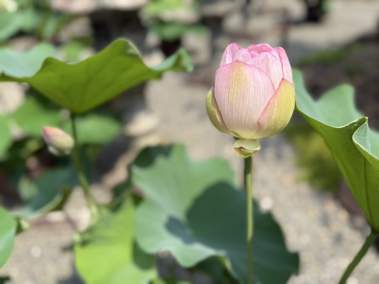 蓮の花