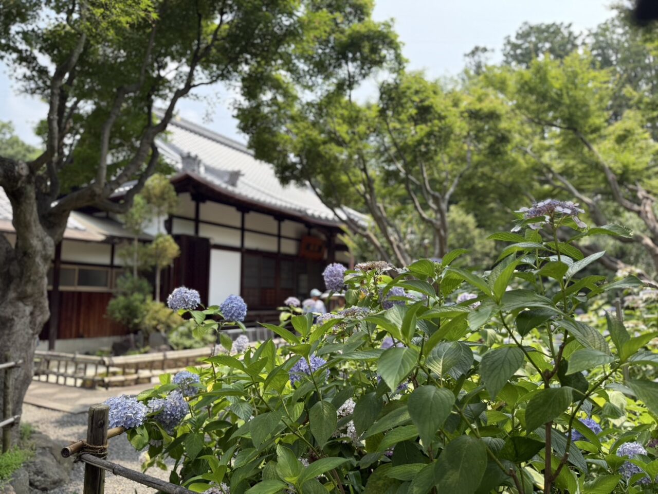 頼光寺横から撮影