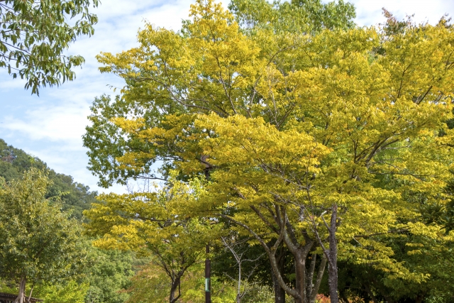 一庫公園