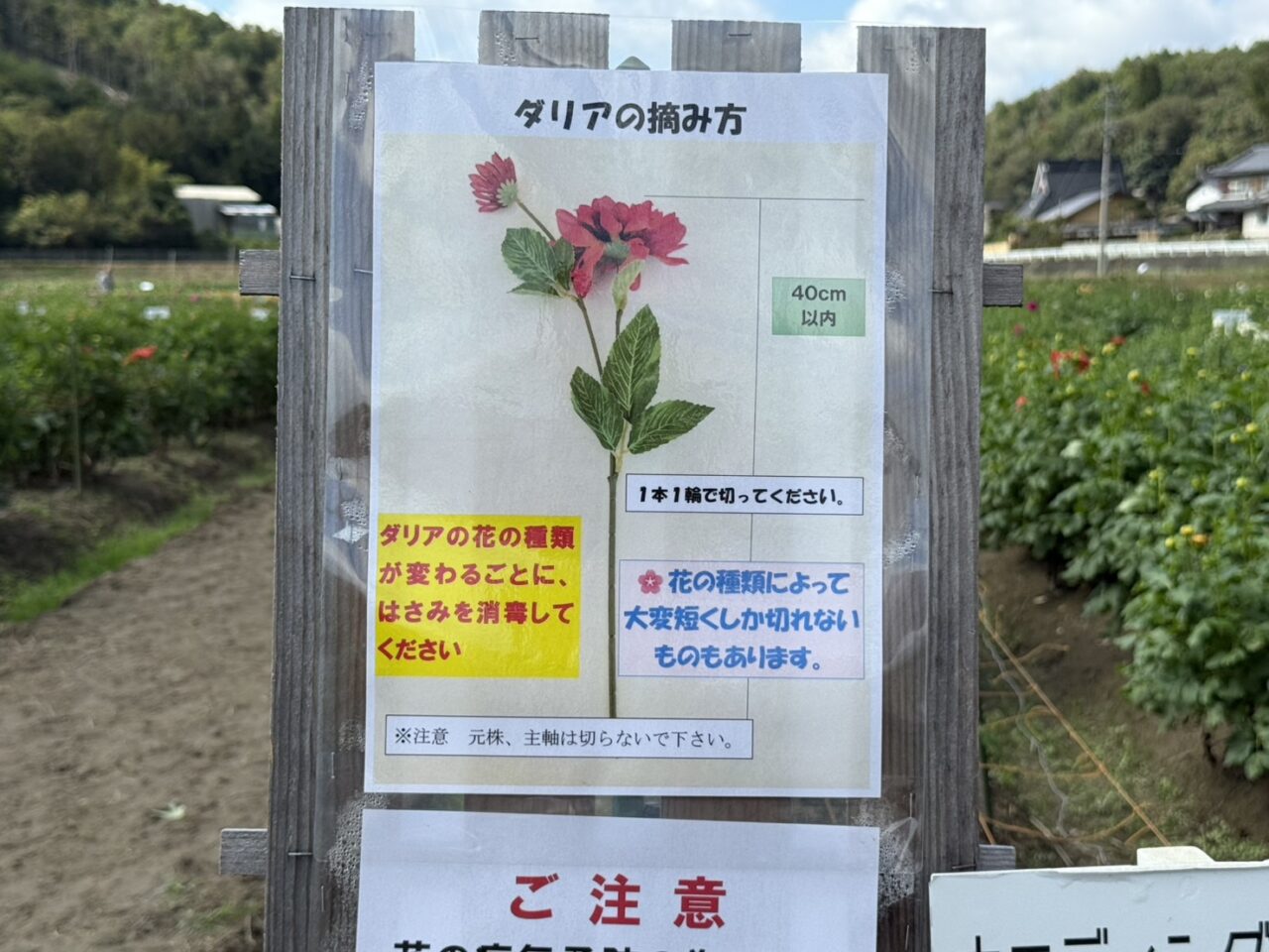 ダリアの積み方