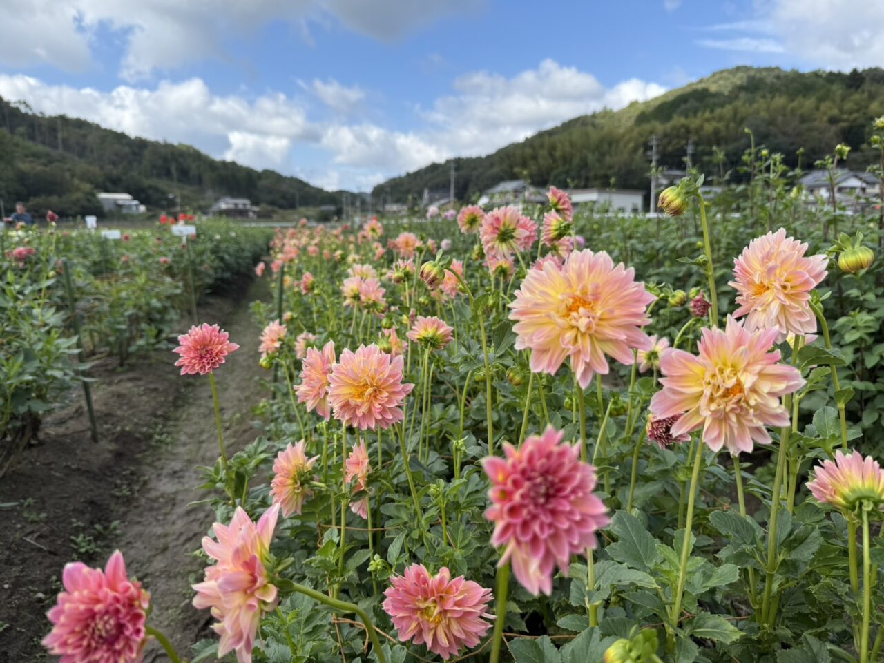 ダリア園