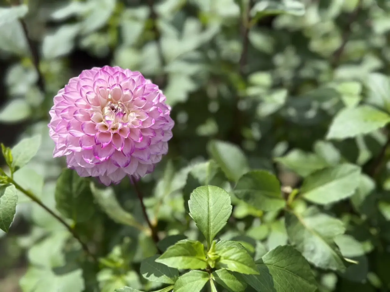 宝塚ダリア園のダリア