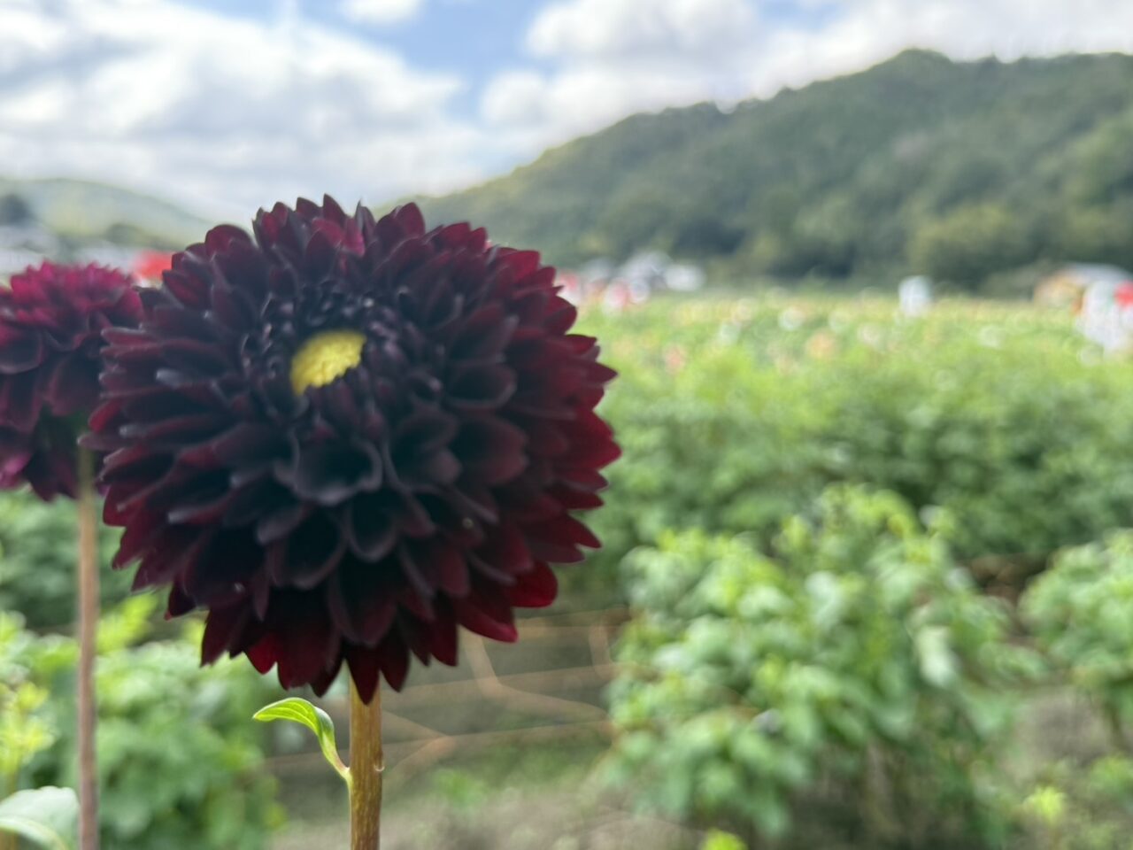 ダリア