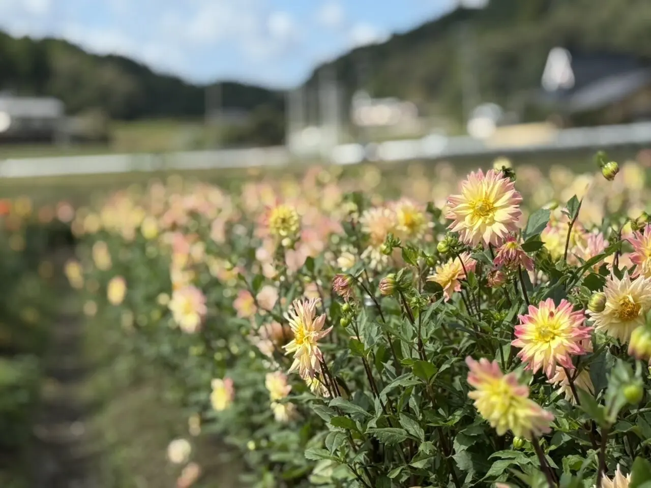 宝塚ダリア園のダリア