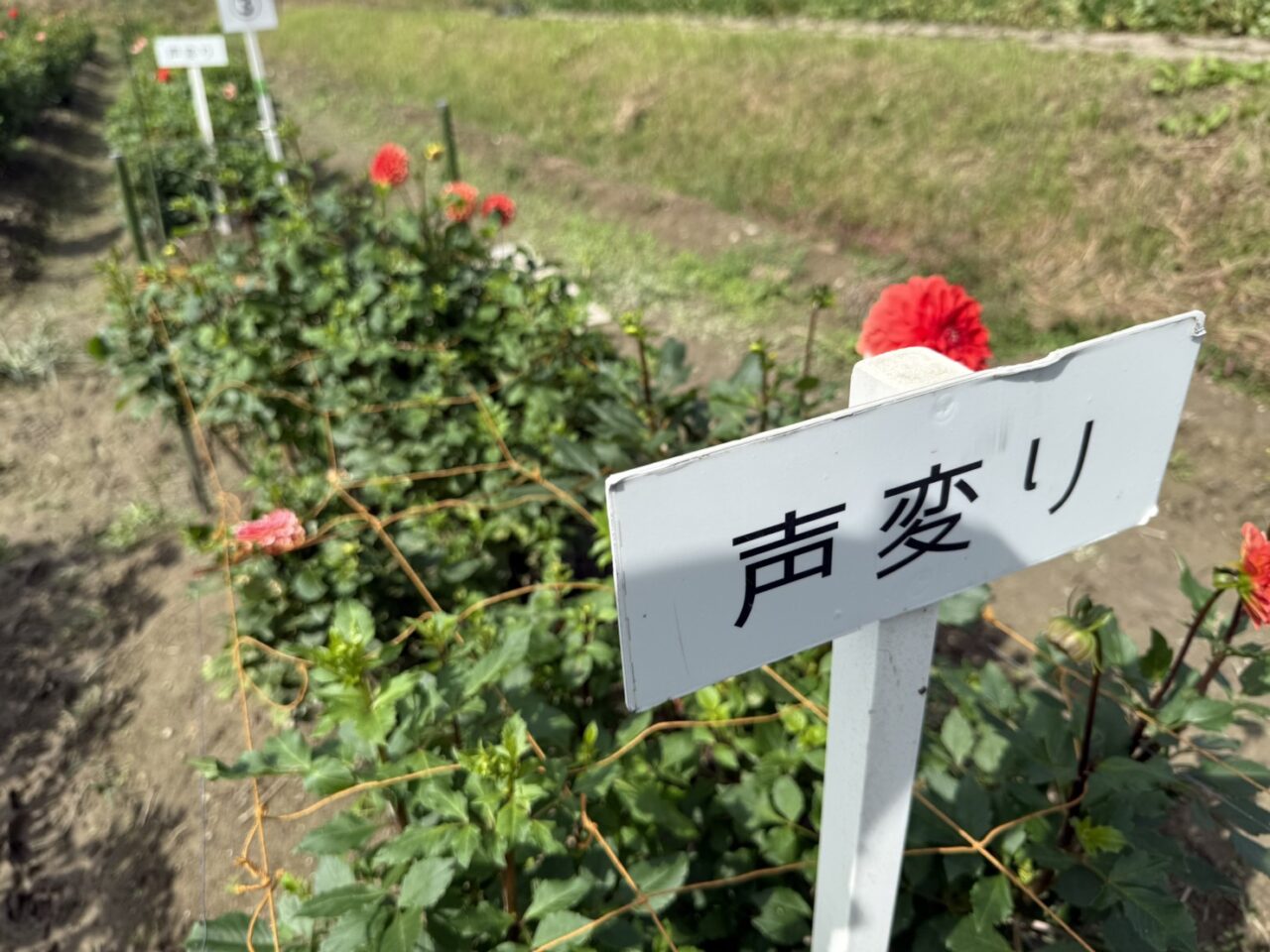ダリア園の声変わり