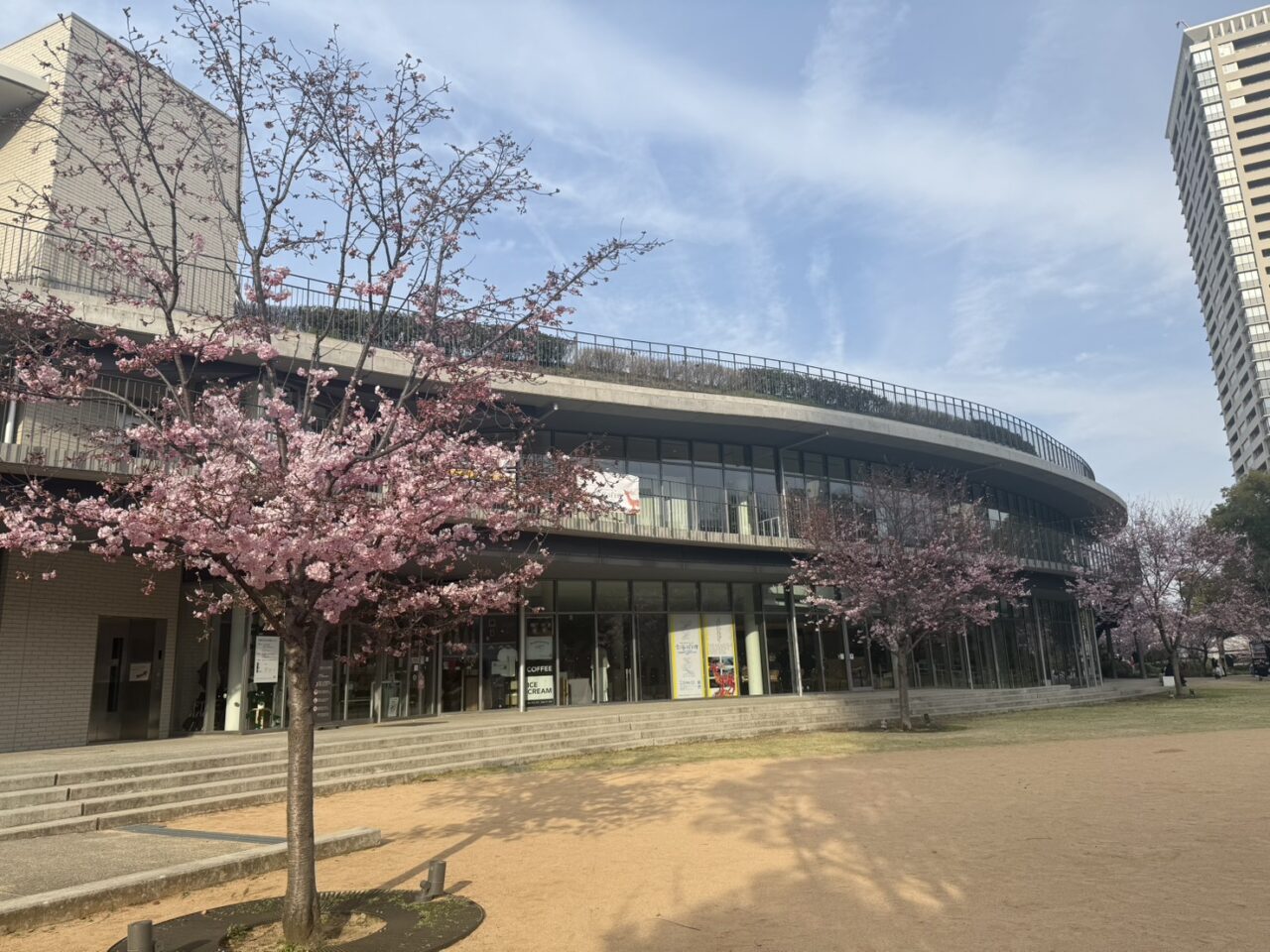 文化芸術センターの桜