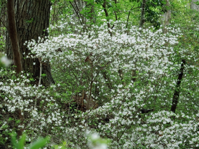 シロバナウンゼンツツジ