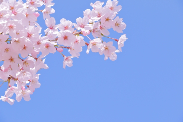 桜