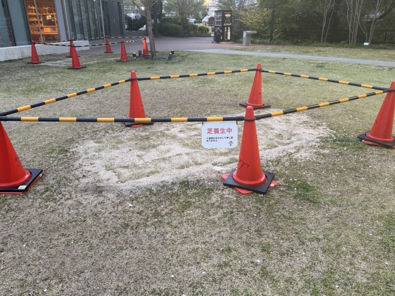 芸術文化センターの芝生