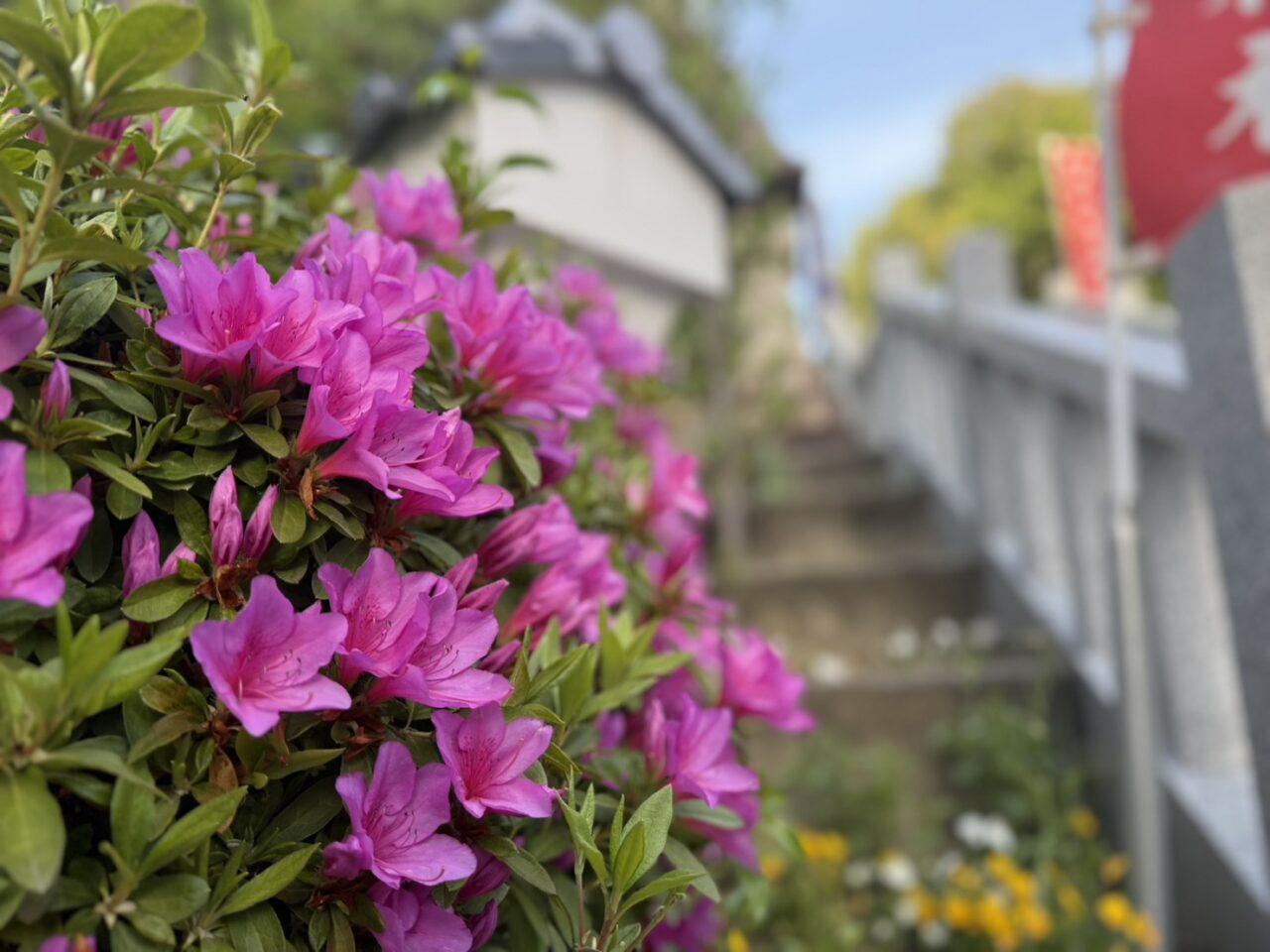 伊和志津神社の花